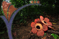 Rafflesia 1 - Perak