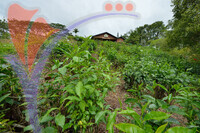 Sabah Tea Plantation