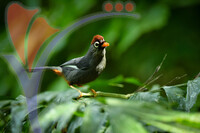 Fraser's Hill International Bird Race