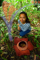 Rafflesia
