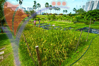 Taman Warisan Pertanian (agriculture Heritage Park) - Putrajaya