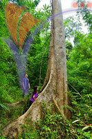 Tasik Pedu