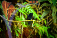 Fraser's Hill International Bird Race