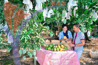 Harum Manis , Perlis