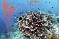 Sipadan Island - Sabah