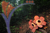 Rafflesia 1 - Perak