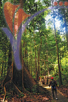 Hutan Lipur
