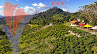 Tea Plantation, Sabah