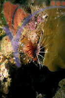 Tioman Island - Pahang