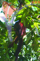 Sepilok