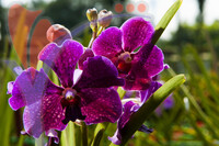 Orchid & Hibiscus Gardens - Kuala Lumpur