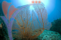 Tioman Island - Pahang