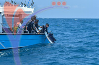 The Royal Pahang Billfish International Challenge