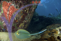 Tioman Island - Pahang