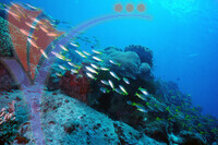 Tenggol Island - Terengganu