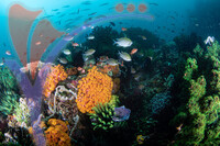 Sipadan 24