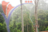 Danum Valley
