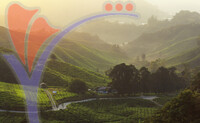 Cameron Highlands, Pahang, Malaysia