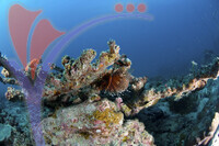 Tioman Island - Pahang