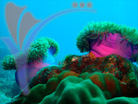 Tenggol Island - Terengganu