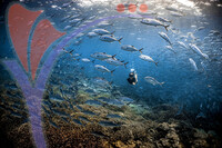 Sipadan 17