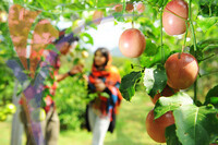 Fruit Farm