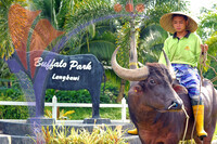 Buffalo Park