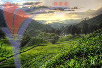 Cameron Highland, Malaysia.