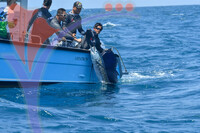 The Royal Pahang Billfish International Challenge