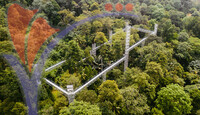 Forest Skywalk