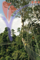 Kuala Koh