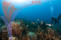 Tioman Island - Pahang