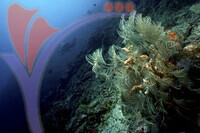 Mataking Island - Sabah