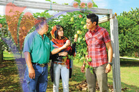 Fruit Farm