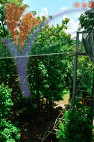 Canopy Walk Guar Chenderai , Perlis