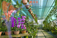 Orchid Garden