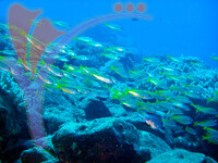Tenggol Island - Terengganu