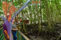 Bakau Hijau