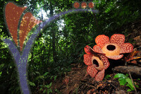 Rafflesia 1 - Perak