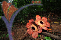 Rafflesia 1 - Perak