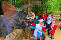 Kenyir Elephant Village Terengganu