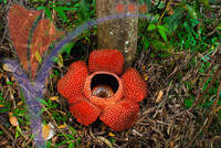 Rafflesia, The Biggest Flower in The World