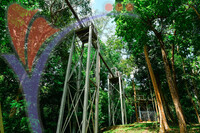 Canopy Walk Guar Chenderai , Perlis