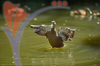 Bird Park