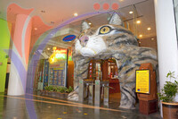 Cat Museum