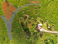 Pattern And Shape of Paddy Field At Rural Village in Ranau
