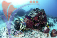 Sipadan Island - Sabah