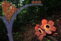 Rafflesia 1 - Perak