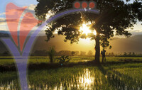 Ranau Paddy Field Sunrise
