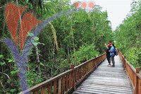 Setiu Wetlands